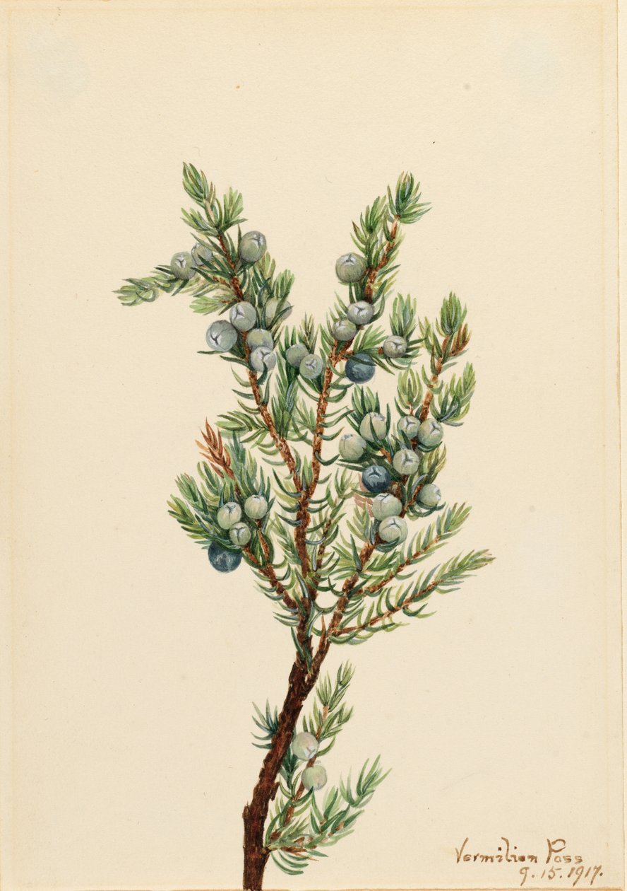 Hegyi boróka (Juniperus sibirica) alkotó: Mary Vaux Walcott