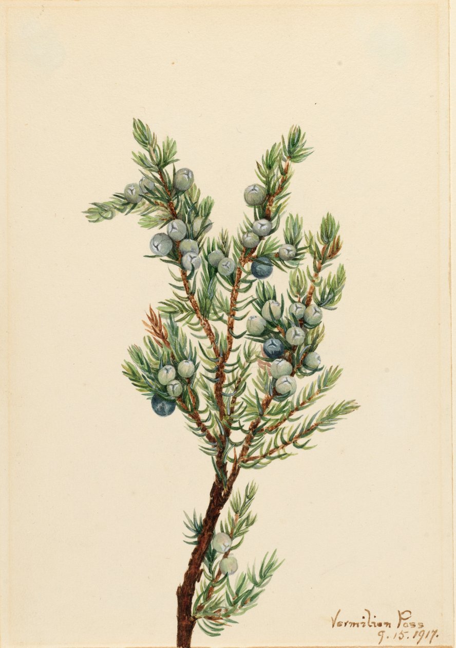 Hegyi boróka Juniperus sibirica, 1917. alkotó: Mary Vaux Walcott