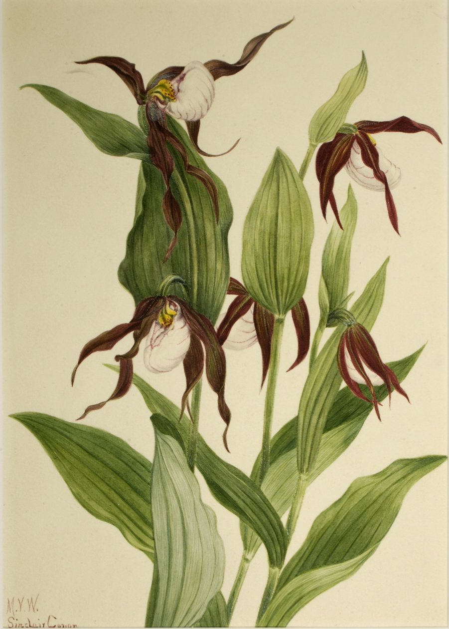 Hegyi Női papucs (Cypripedium montanum) alkotó: Mary Vaux Walcott