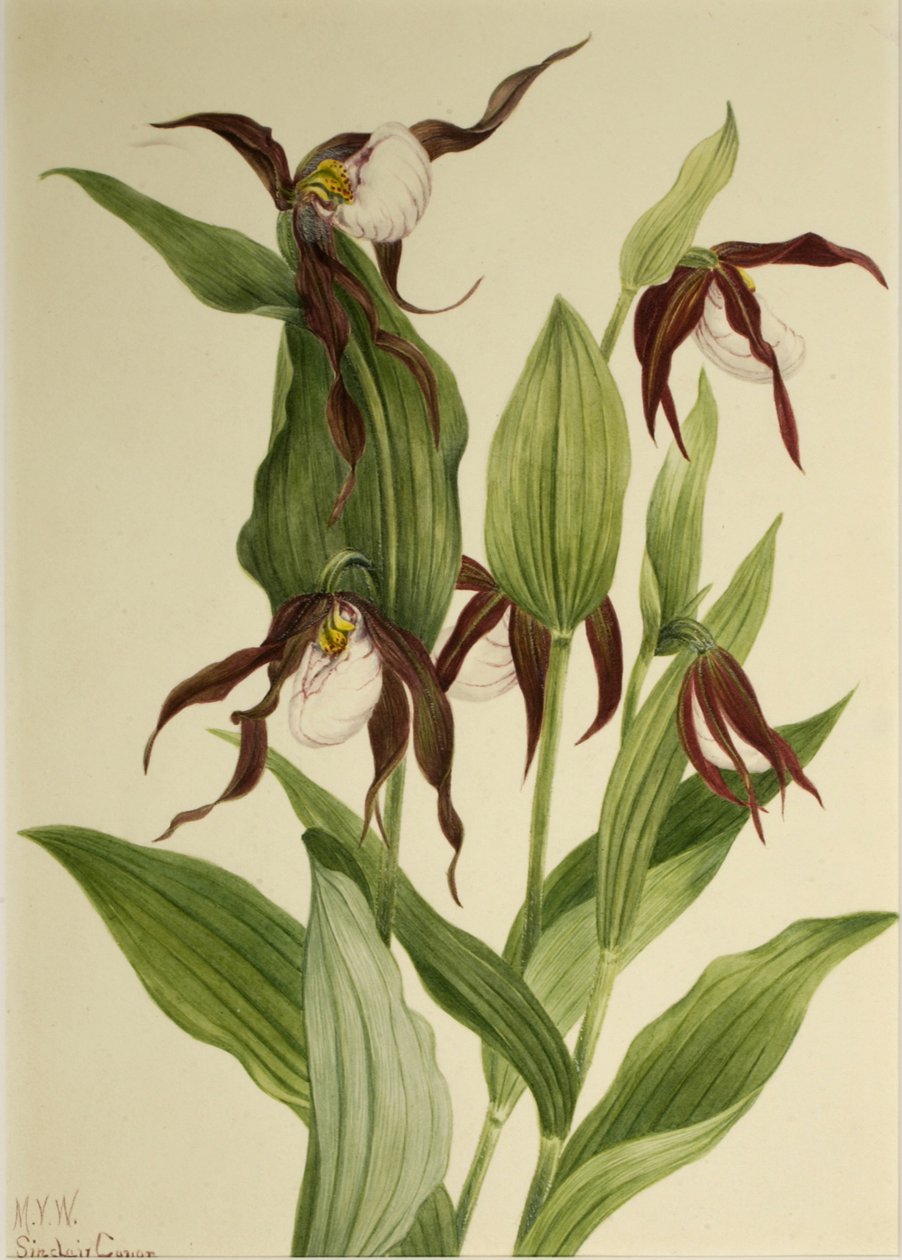 Hegyi hölgy papucs Cypripedium montanum, 1923. alkotó: Mary Vaux Walcott