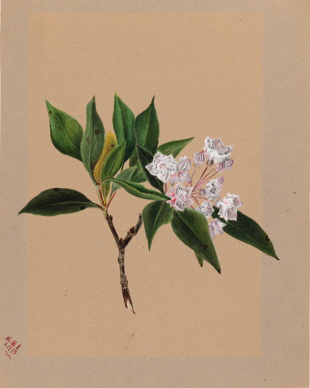 Hegyi babér (Kalmia latifolia) alkotó: Mary Vaux Walcott