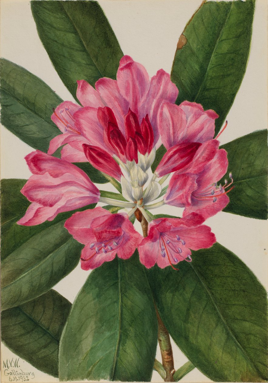 Hegyi rózsa-öböl (Rhododendron catawbiense) alkotó: Mary Vaux Walcott