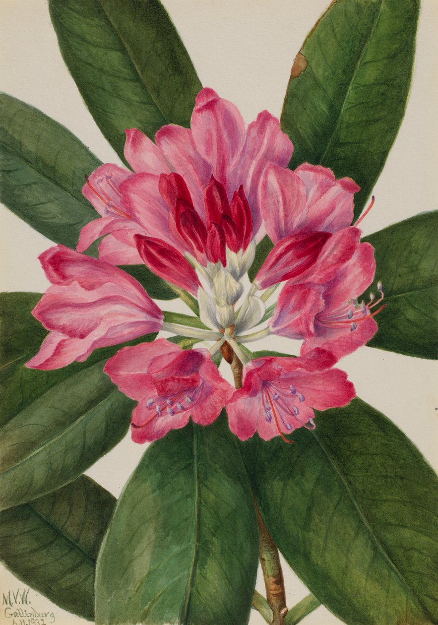 Mountain Rose-Bay Rhododendron catawbiense, 1932. alkotó: Mary Vaux Walcott