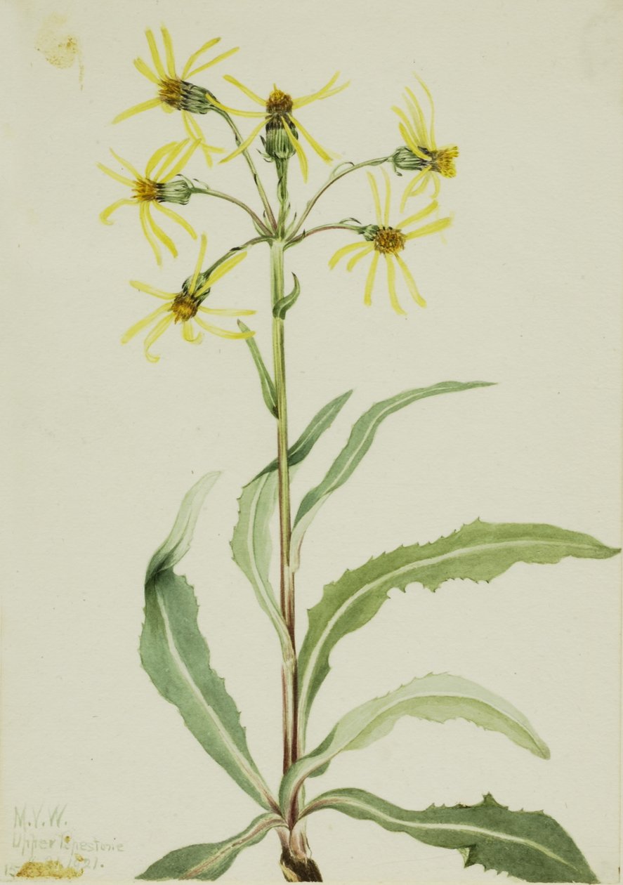Gyászoló földikutya (Senecio lugens) alkotó: Mary Vaux Walcott