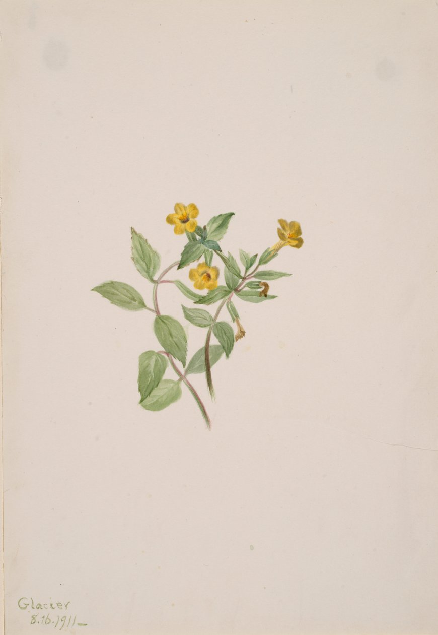 Pézsmavirág Mimulus moschatus, 1911. alkotó: Mary Vaux Walcott