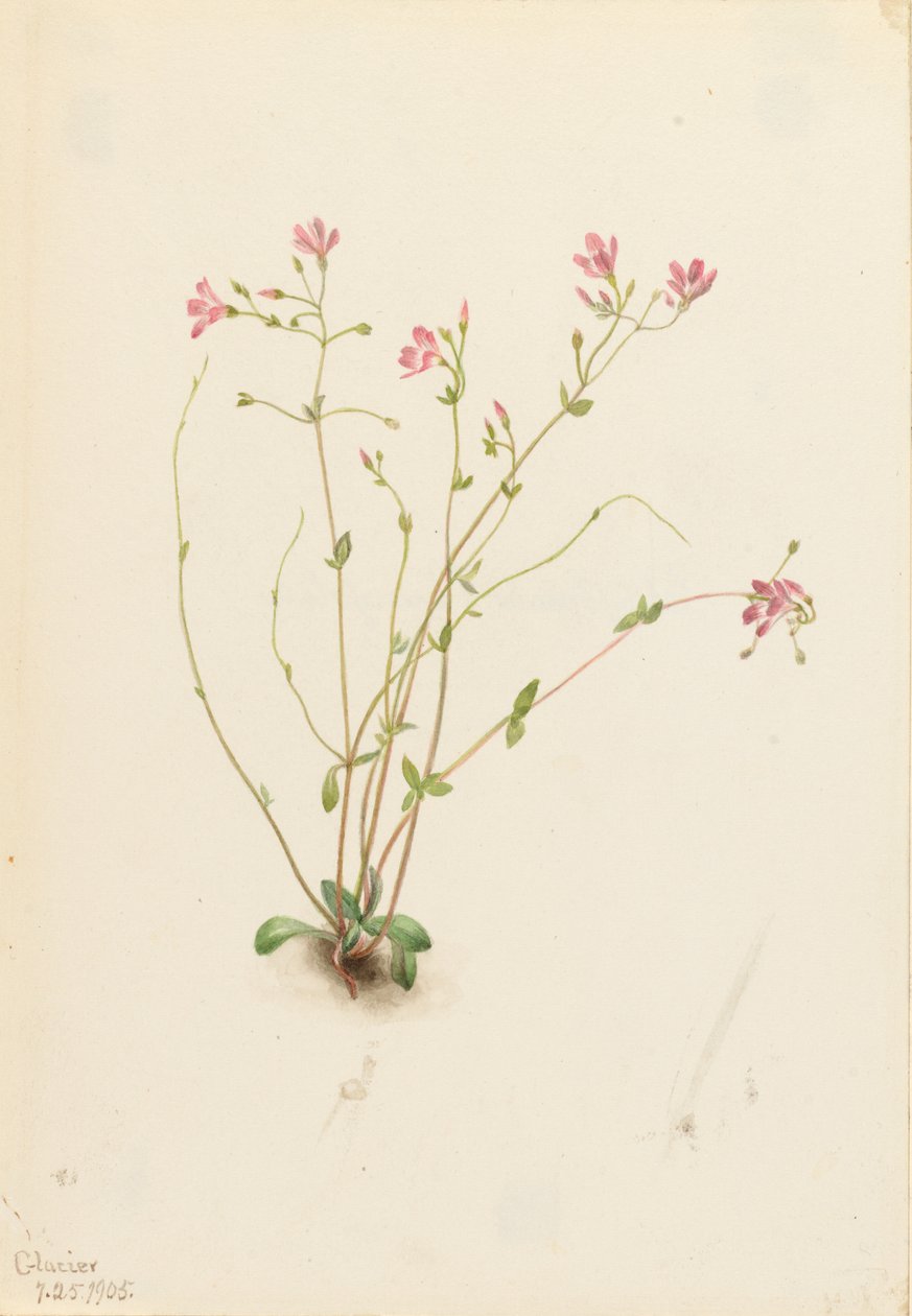 Naiad Tavaszi Szépség (Claytonia parvifolia) alkotó: Mary Vaux Walcott