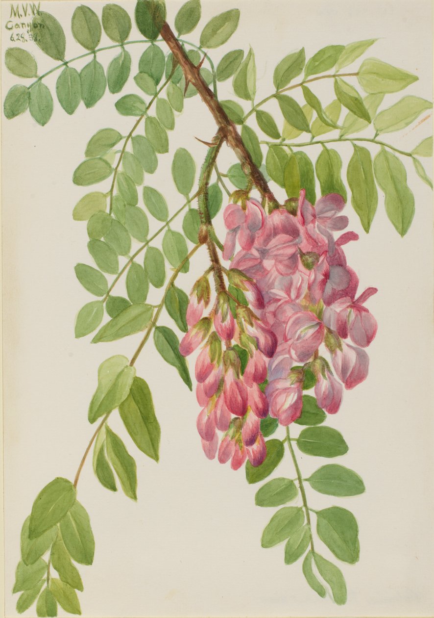 Új-mexikói sáska Robinia neomexicana, 1938. alkotó: Mary Vaux Walcott