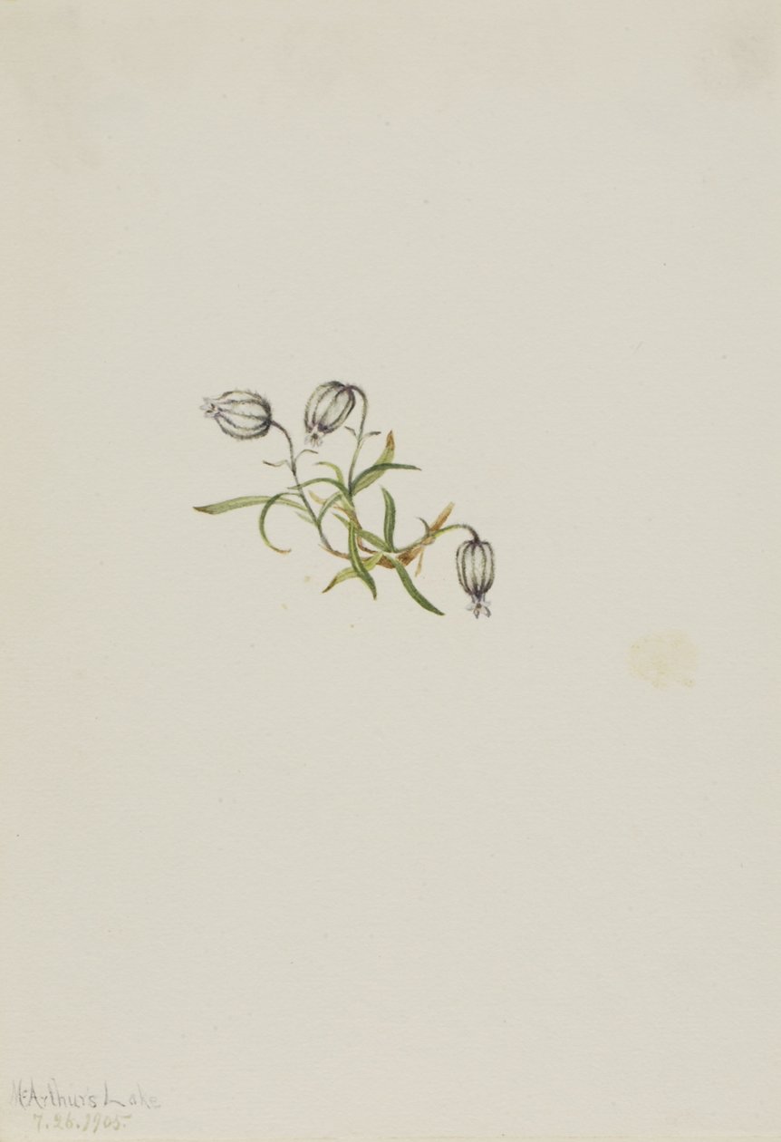 Bóbiskoló Táborvirág (Lychnis apetala) alkotó: Mary Vaux Walcott