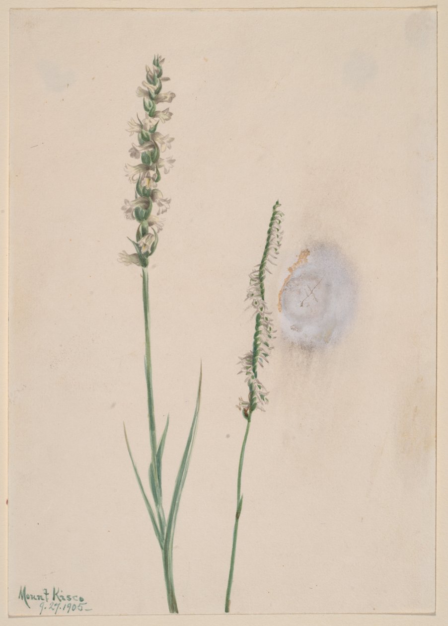 Bólintó hölgyek-Tresses Ibidium cernum, 1905. alkotó: Mary Vaux Walcott