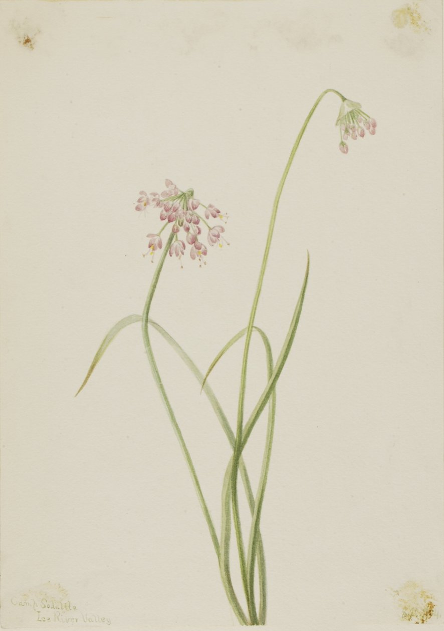 Bóbiskoló hagyma (Allium cernuum) alkotó: Mary Vaux Walcott