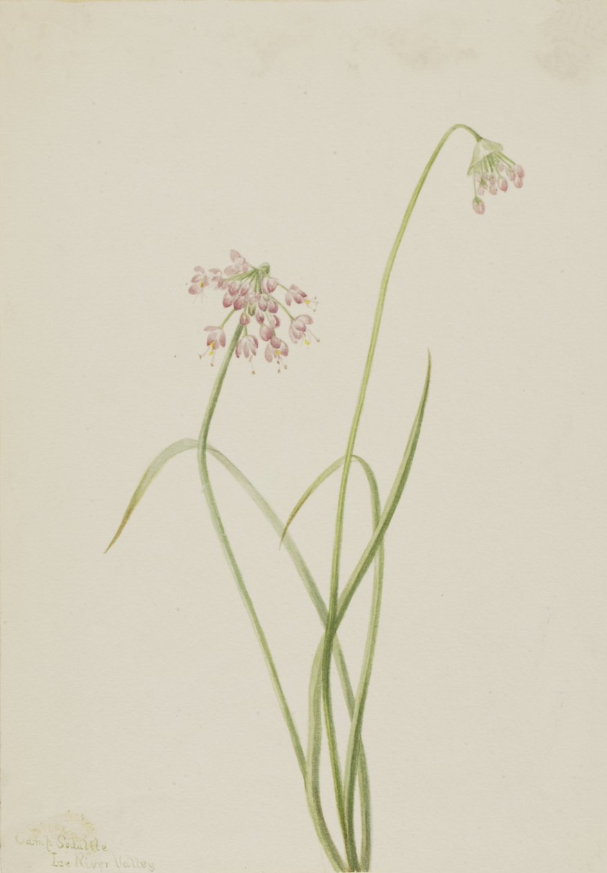 Rógasztóhagyma Allium cernuum, 1901. alkotó: Mary Vaux Walcott