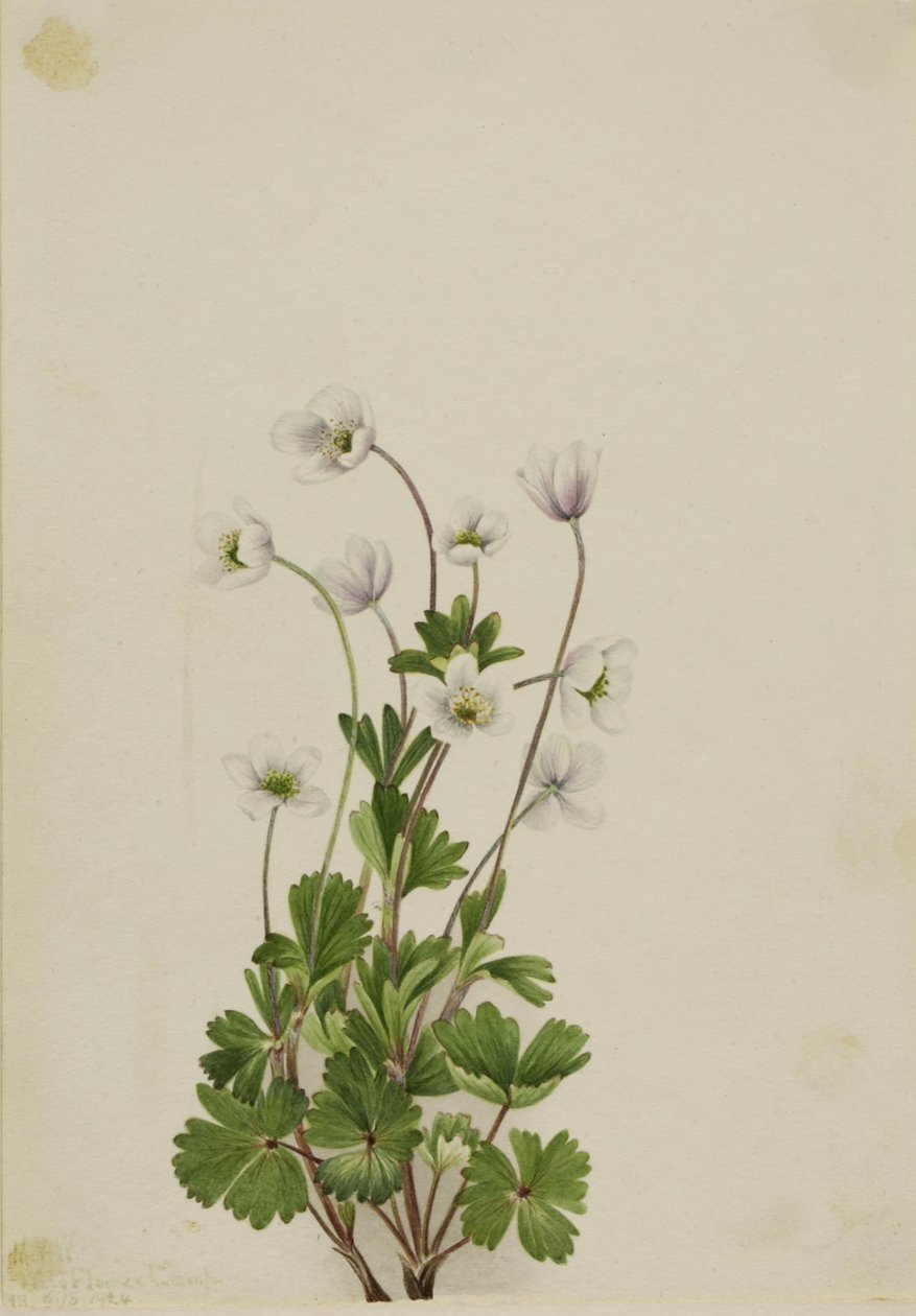 Északi anemone (Anemone parviflora) alkotó: Mary Vaux Walcott
