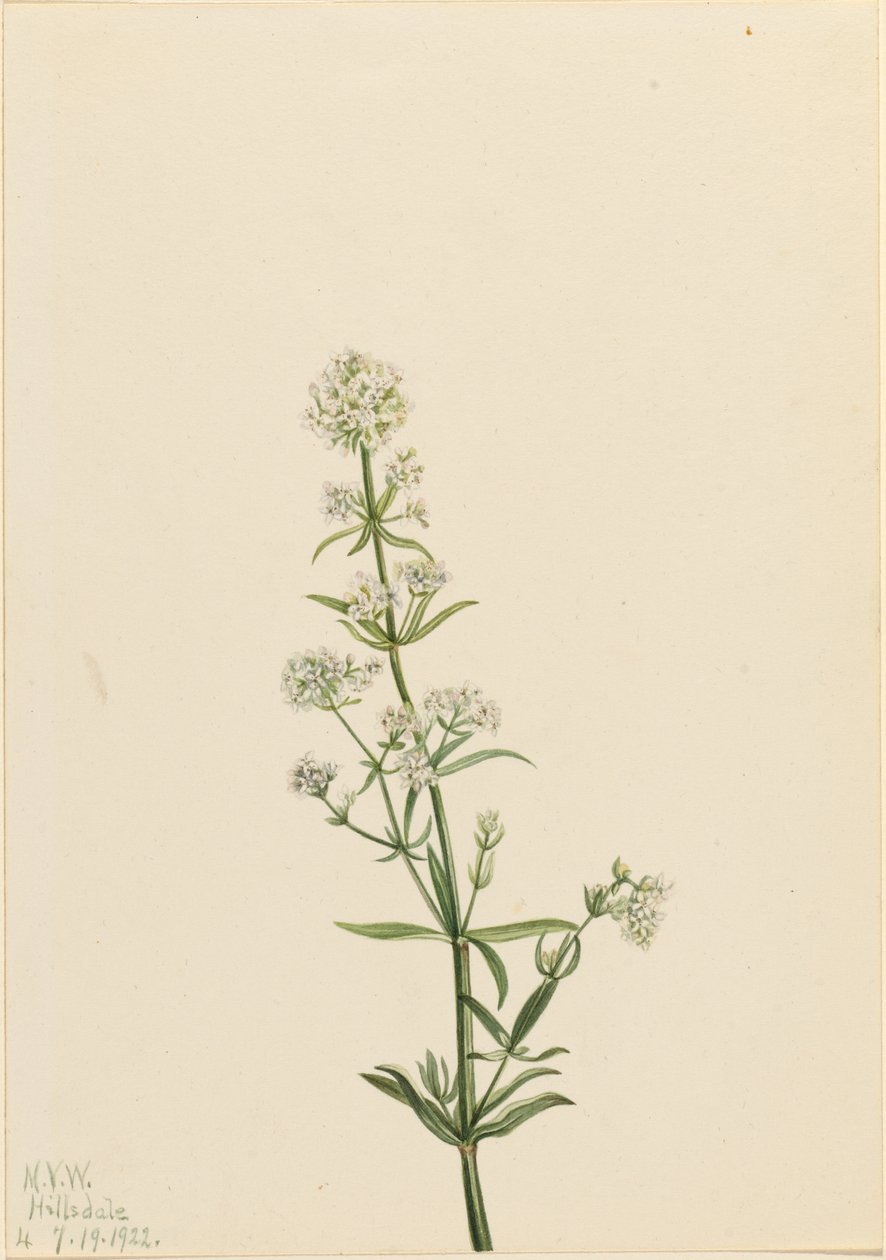 Északi szalmagyopár (Galium boreale) alkotó: Mary Vaux Walcott