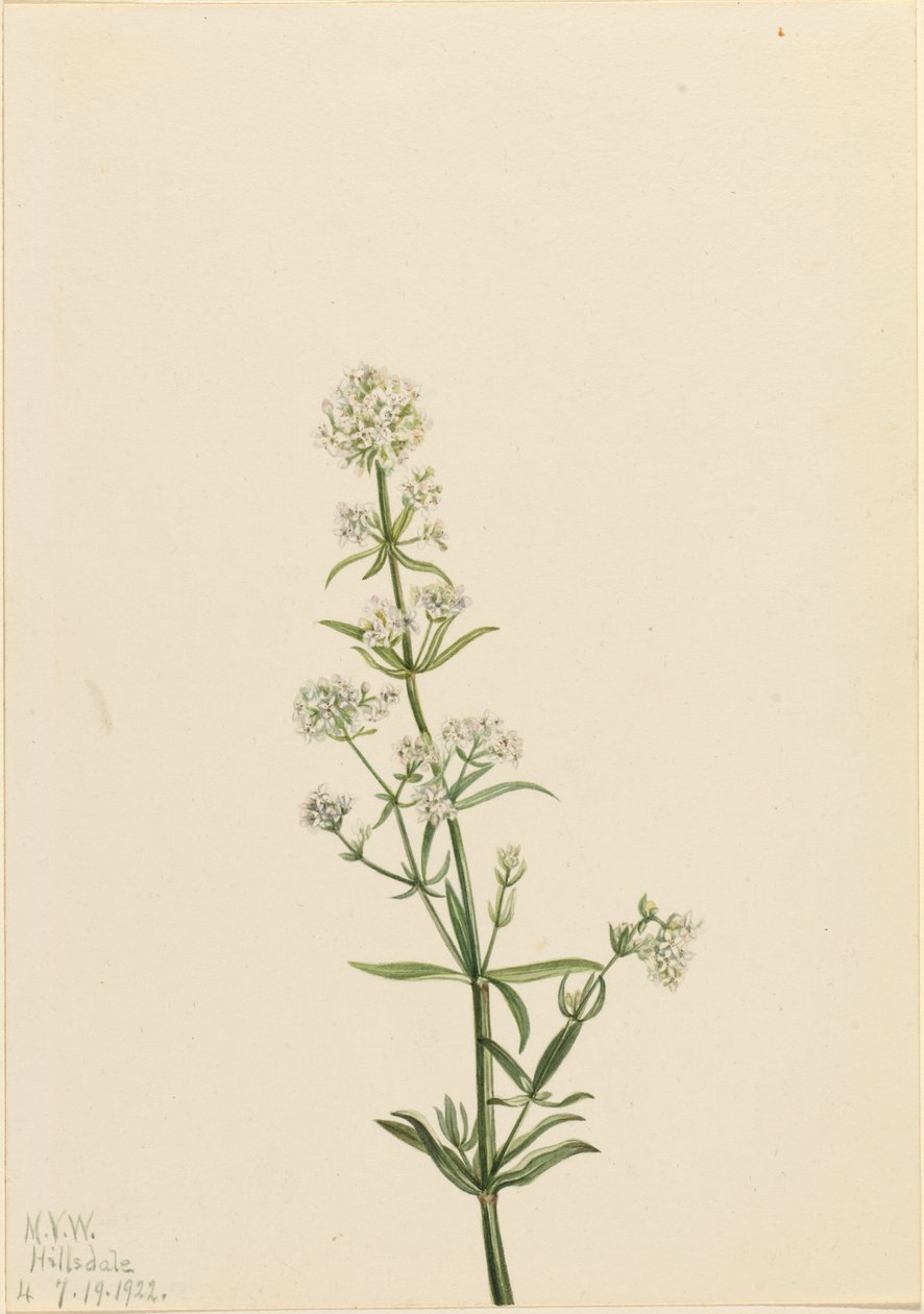 Northern Bedstraw Galium boreale, 1922. alkotó: Mary Vaux Walcott