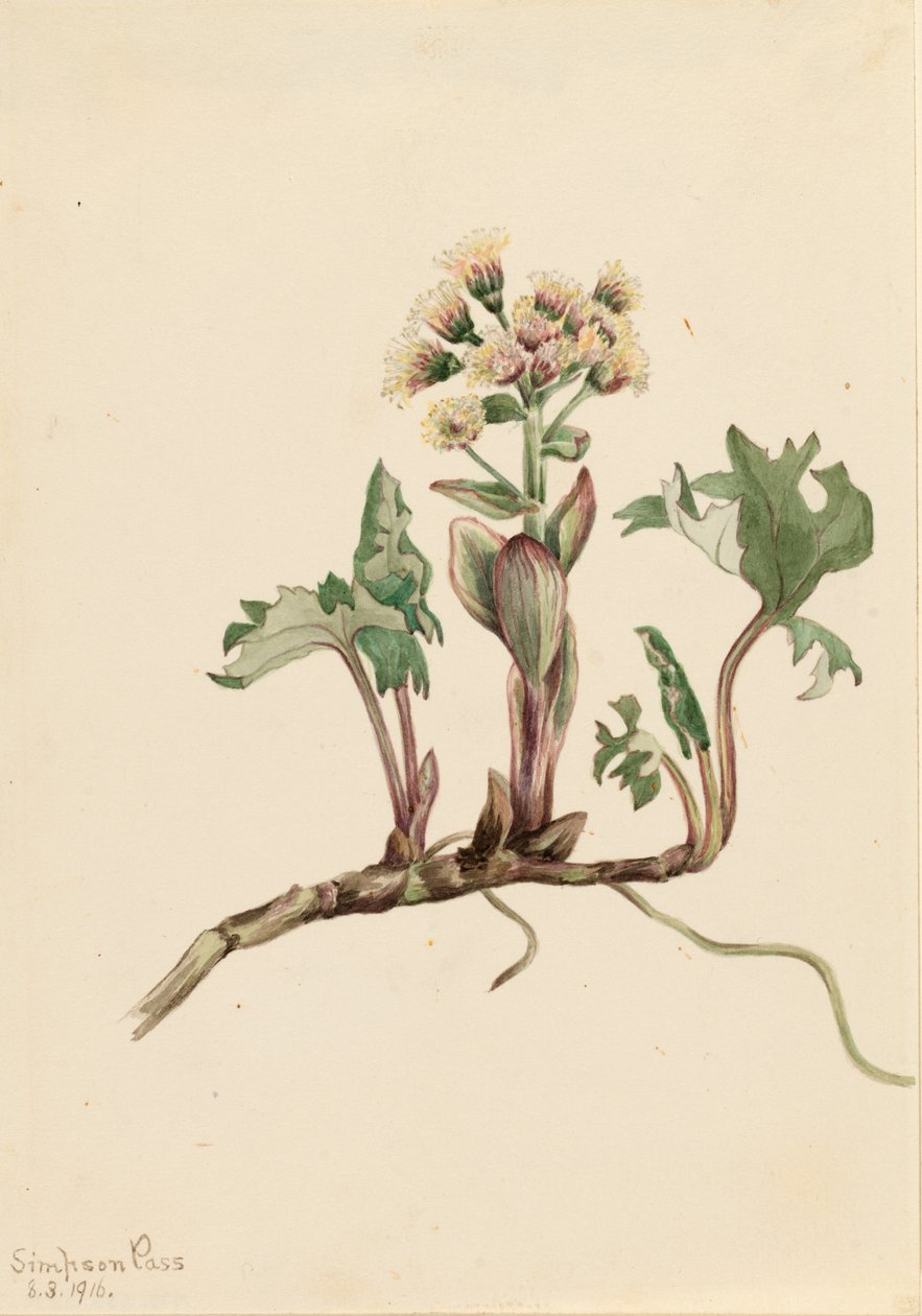 Északi boglárka (Petasites hyperboreus) alkotó: Mary Vaux Walcott