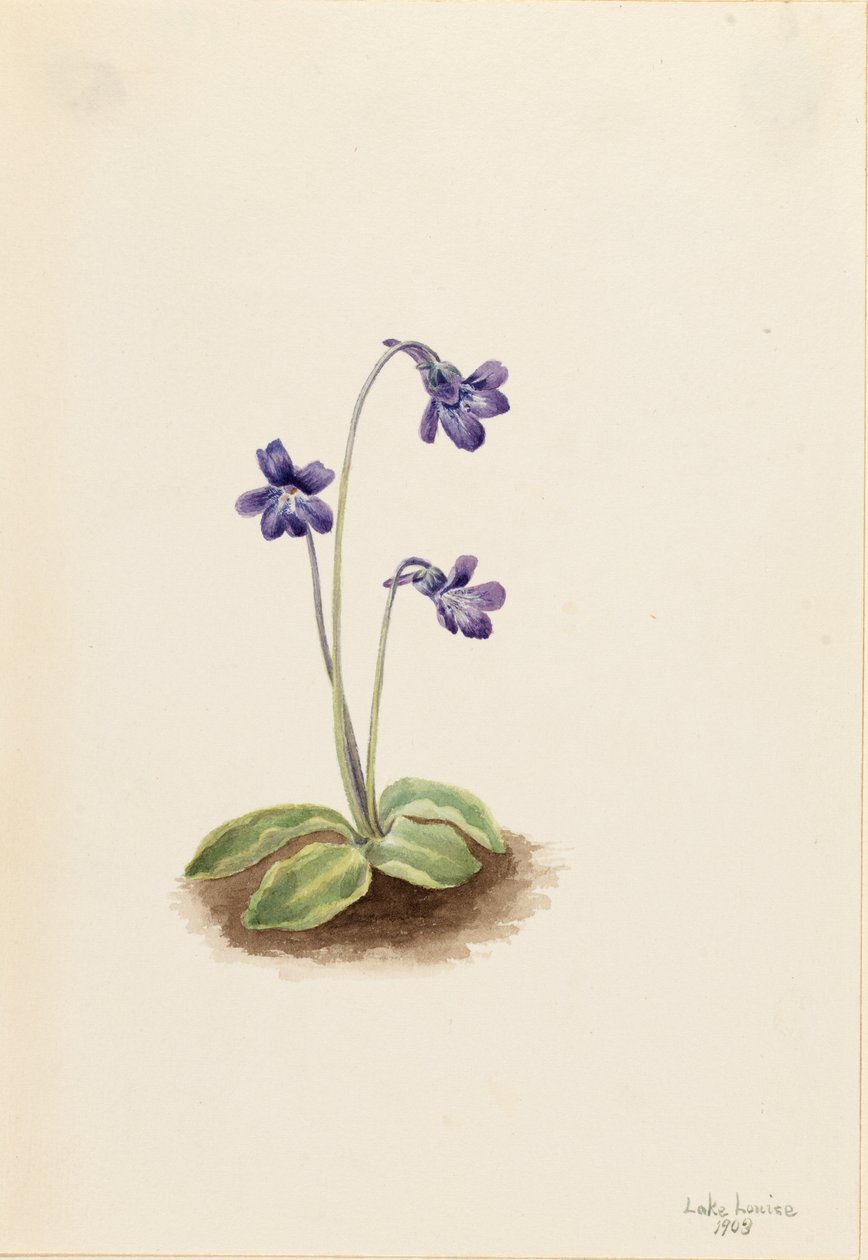 Északi boglárka (Pinguicula vulgaris) alkotó: Mary Vaux Walcott
