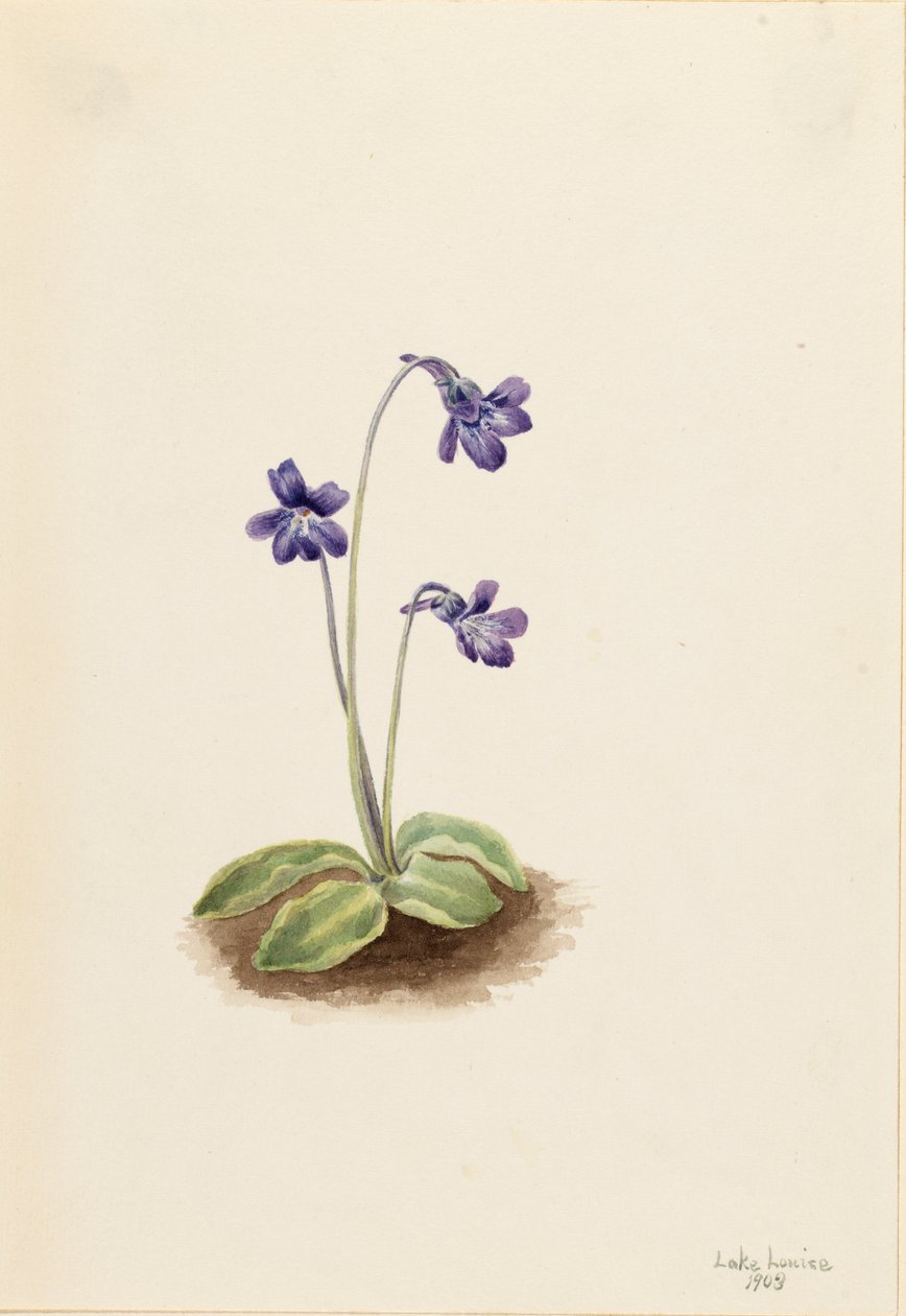 Északi vajfű Pinguicula vulgaris, 1903. alkotó: Mary Vaux Walcott