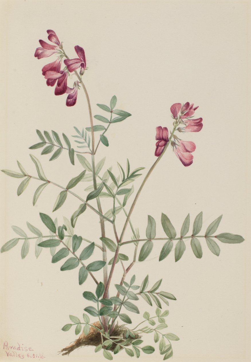 Északi Hedysarum (Hedysarum boreale) alkotó: Mary Vaux Walcott