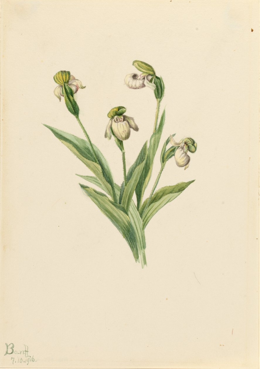 Északi női papucs (Cypripedium passerinum) alkotó: Mary Vaux Walcott