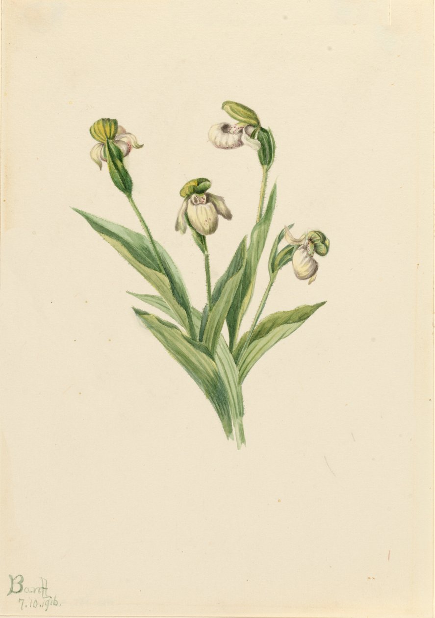 Északi női papucs Cypripedium passerinum, 1916. alkotó: Mary Vaux Walcott