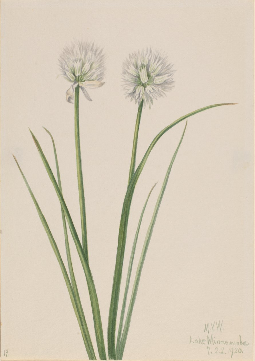 Északi hagyma Allium sibiricum, 1920. alkotó: Mary Vaux Walcott