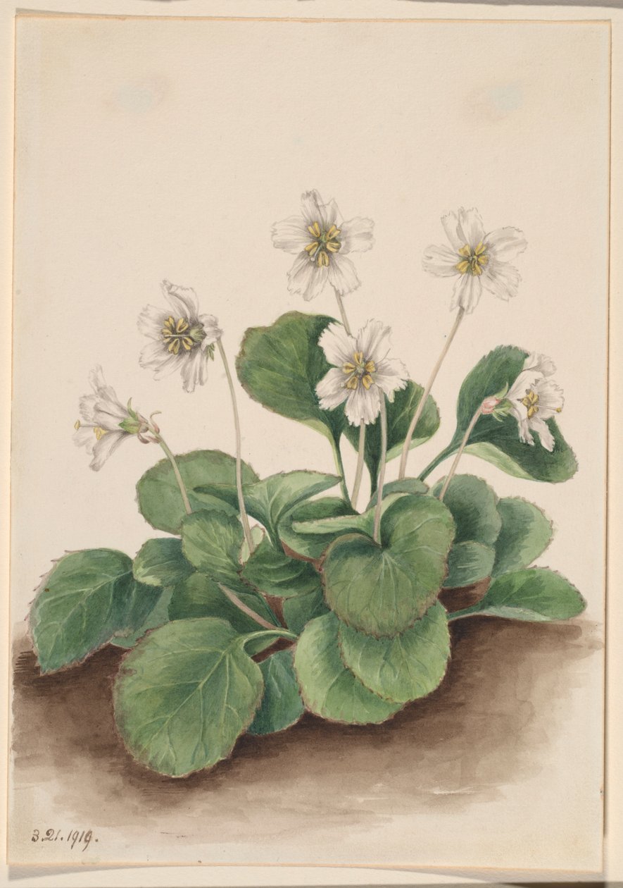 Oconee harangok (Shortia galacifolia) alkotó: Mary Vaux Walcott