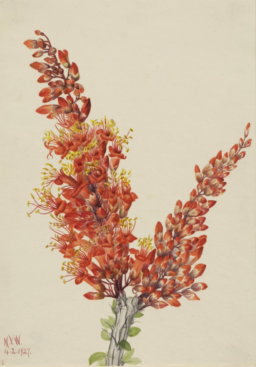 Ocotillo Fouquieria splendens, 1927 alkotó: Mary Vaux Walcott