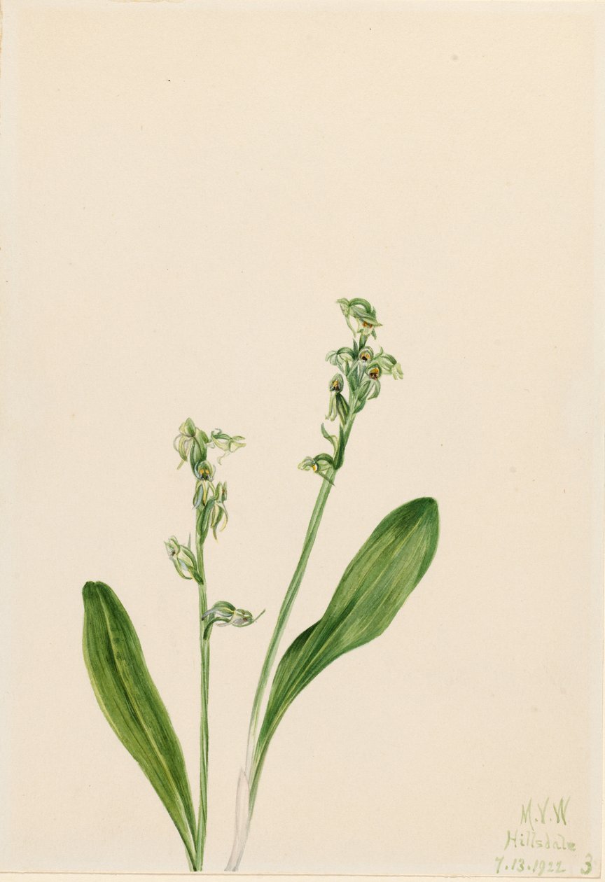 Egylevelű mocsári orchidea (Habenaria obtusata) alkotó: Mary Vaux Walcott