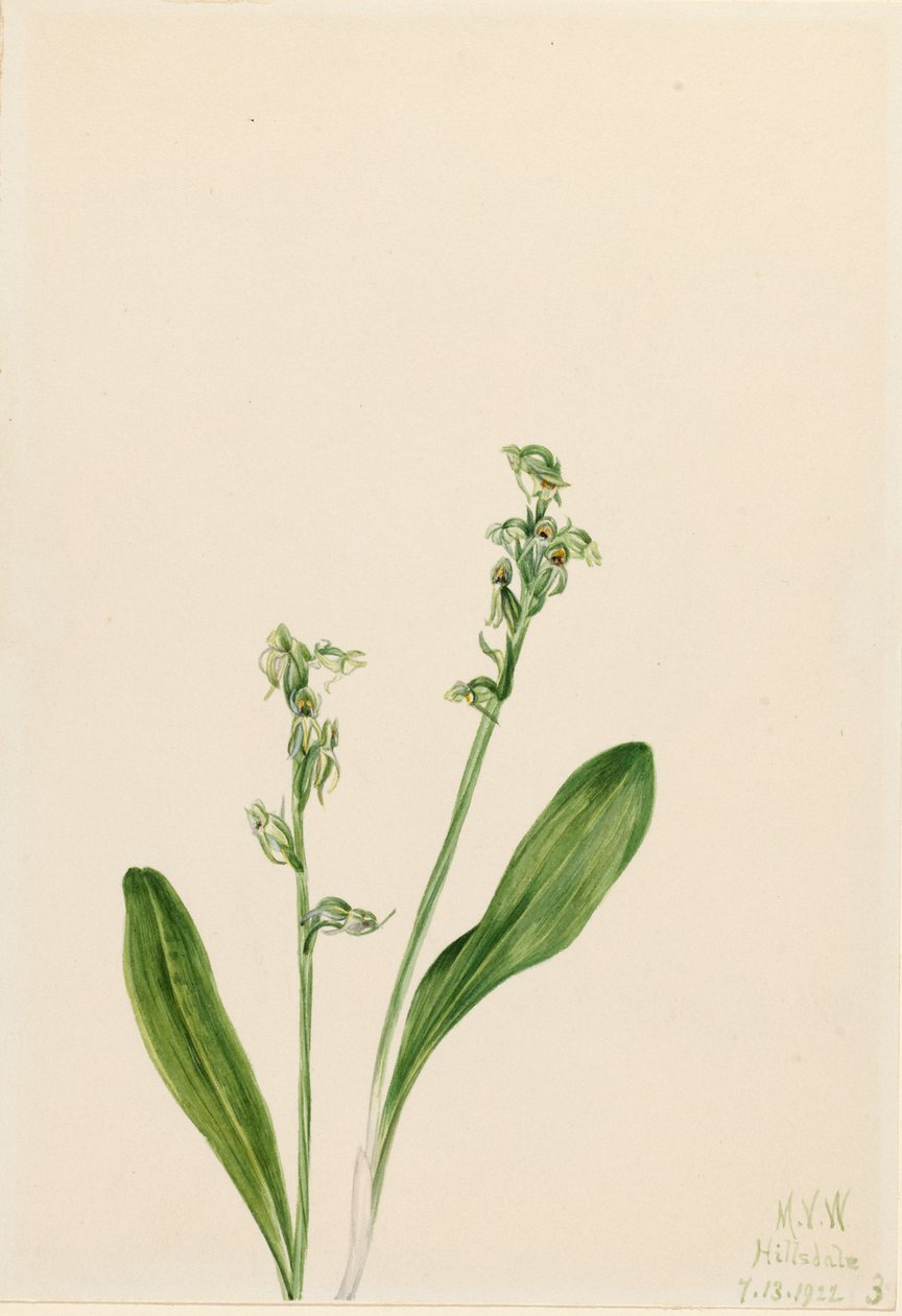 Egylevelű-láporchidea Habenaria obtusata, 1922 alkotó: Mary Vaux Walcott
