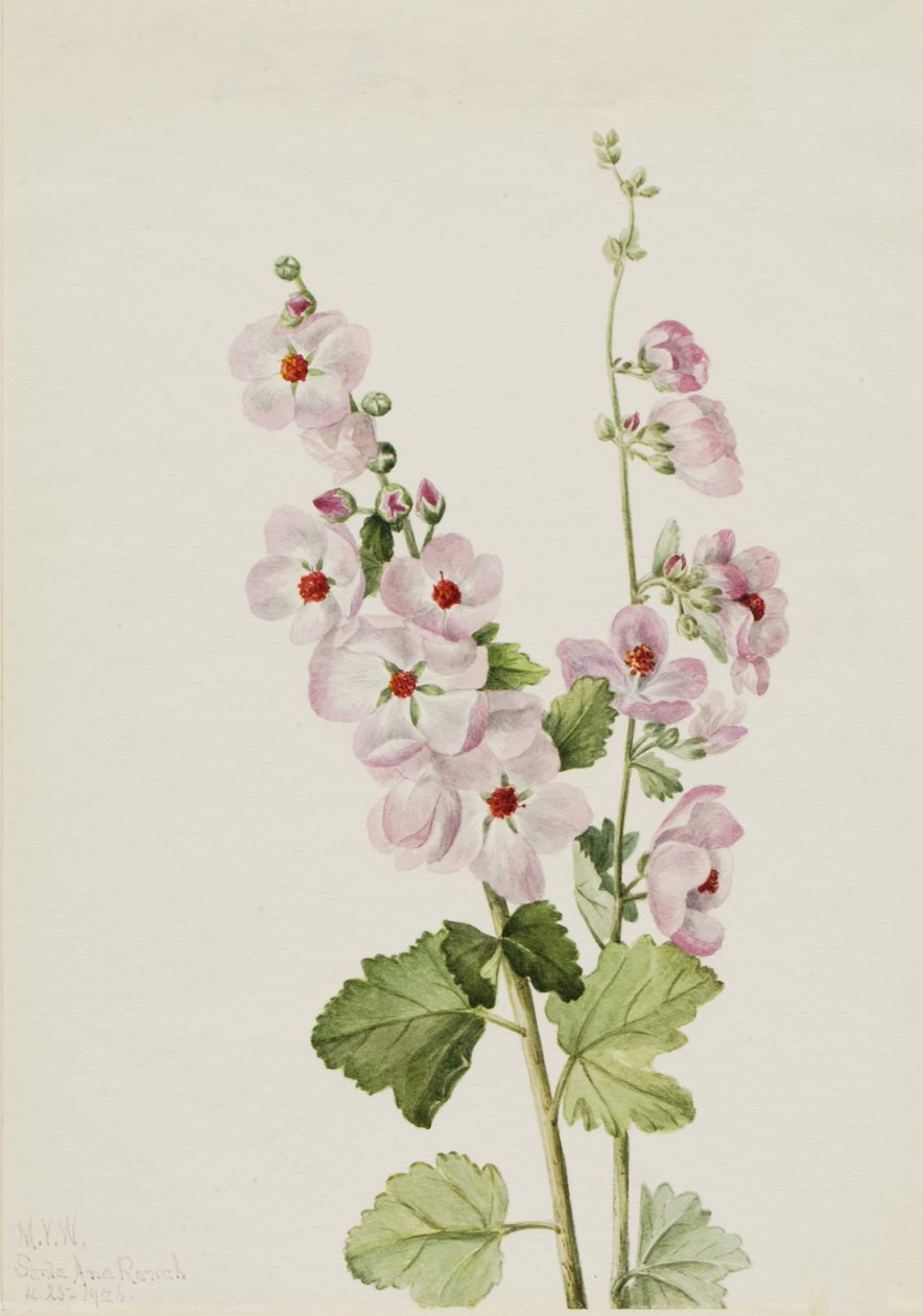 Narancsszemű globemallow Sphaeralcea davidsonii, 1926 alkotó: Mary Vaux Walcott