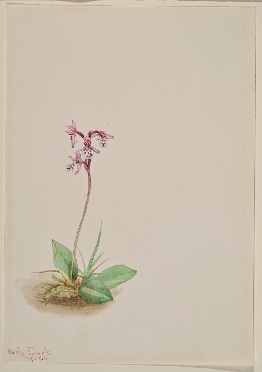 Orchis (Orchis rotundifolia) alkotó: Mary Vaux Walcott