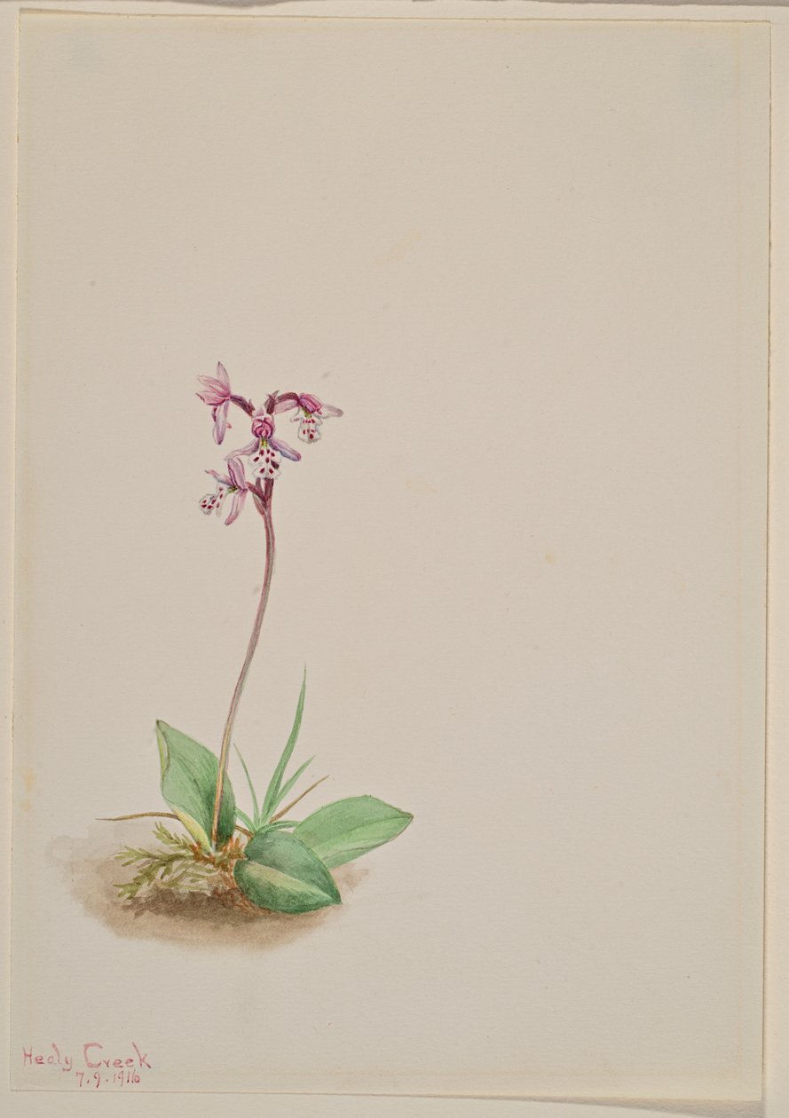 Orchis Orchis rotundifolia, 1916. alkotó: Mary Vaux Walcott
