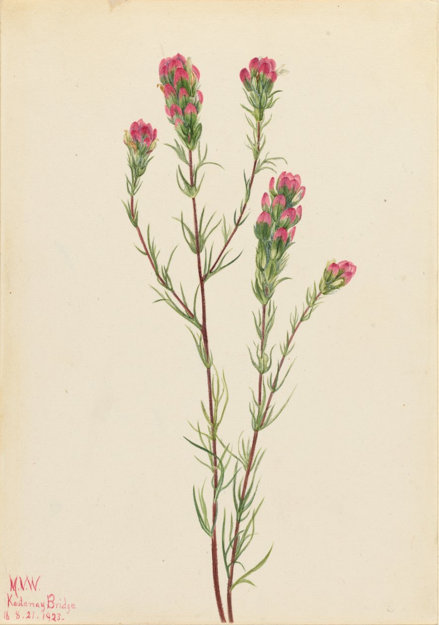 Bagoly-lóhere (Orthocarpus tenuifolius) alkotó: Mary Vaux Walcott