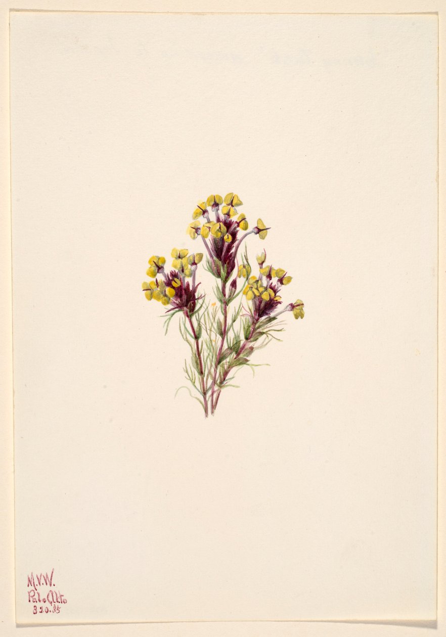 Bagoly lóhere (Orthocarpus erianthus) alkotó: Mary Vaux Walcott