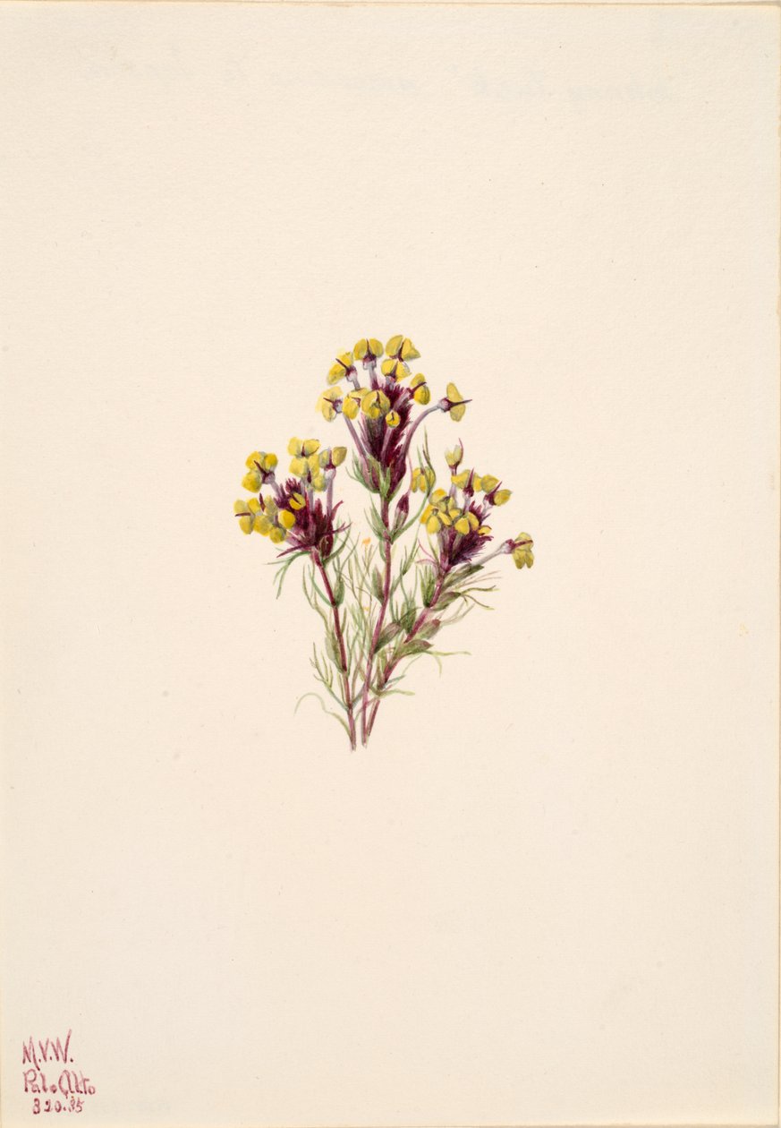 Bagolylóhere Orthocarpus erianthus, 1935. alkotó: Mary Vaux Walcott