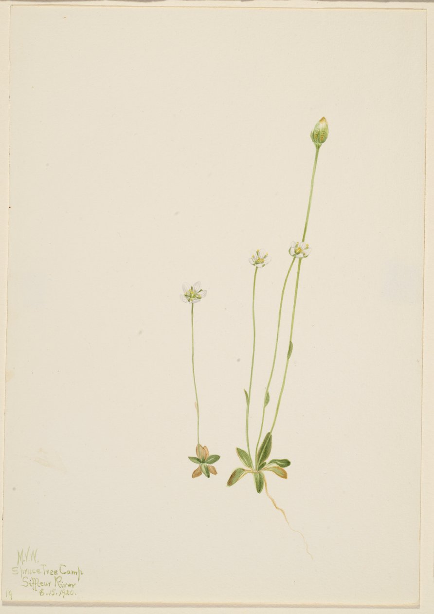Oxytropis aepicola alkotó: Mary Vaux Walcott