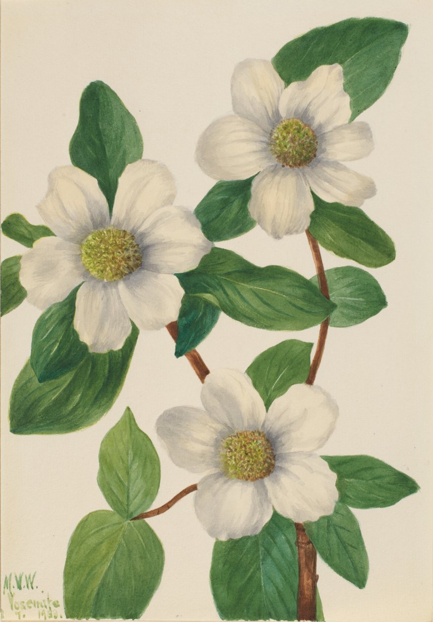 Csendes-óceáni kutyafa (Cornus nuttallii) alkotó: Mary Vaux Walcott