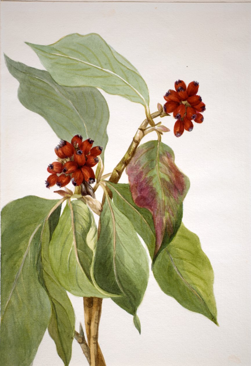 Pacific Dogwood Cornus nuttallii, 1933 alkotó: Mary Vaux Walcott