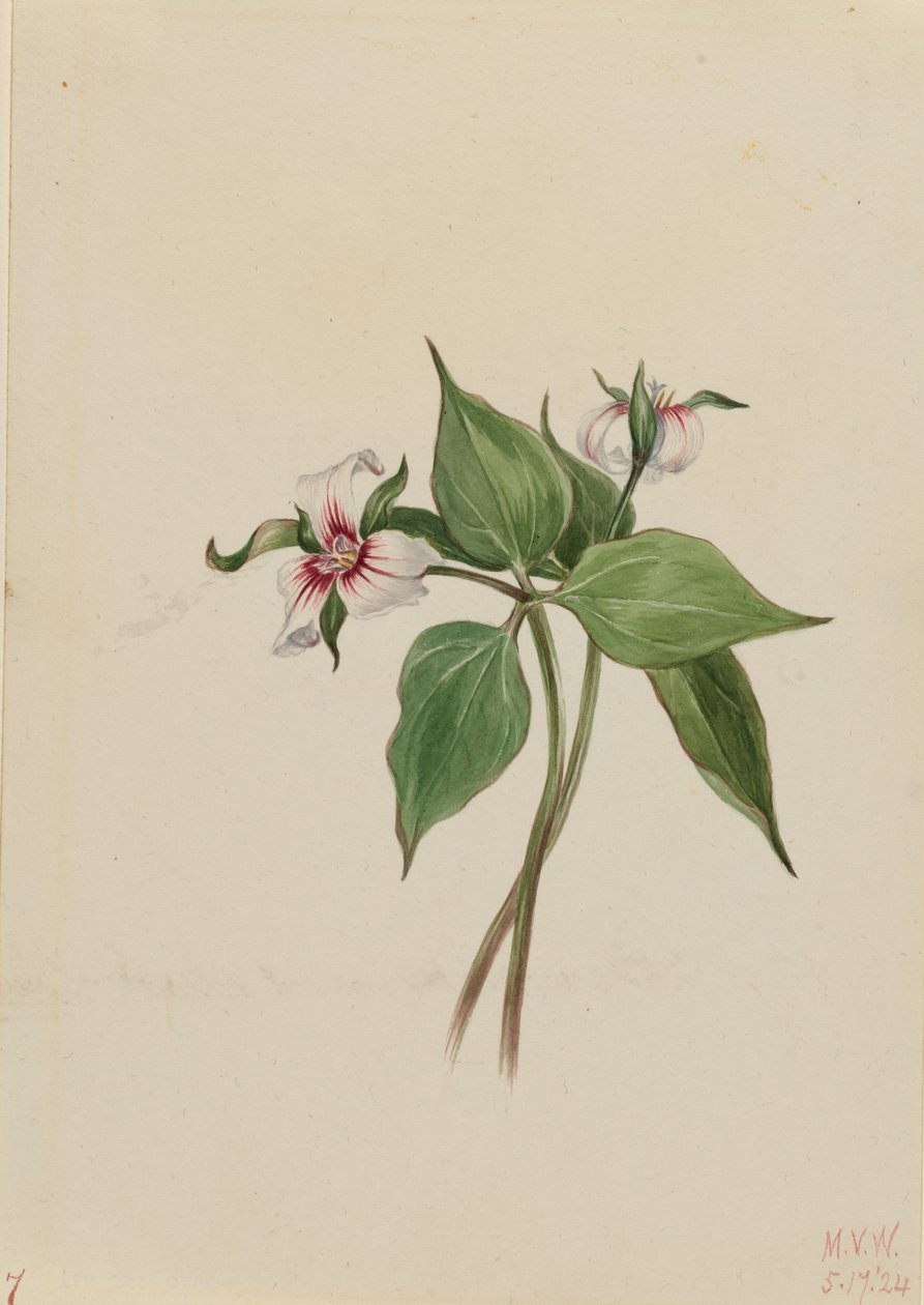Festett Trillium (Trillium undulatum) alkotó: Mary Vaux Walcott