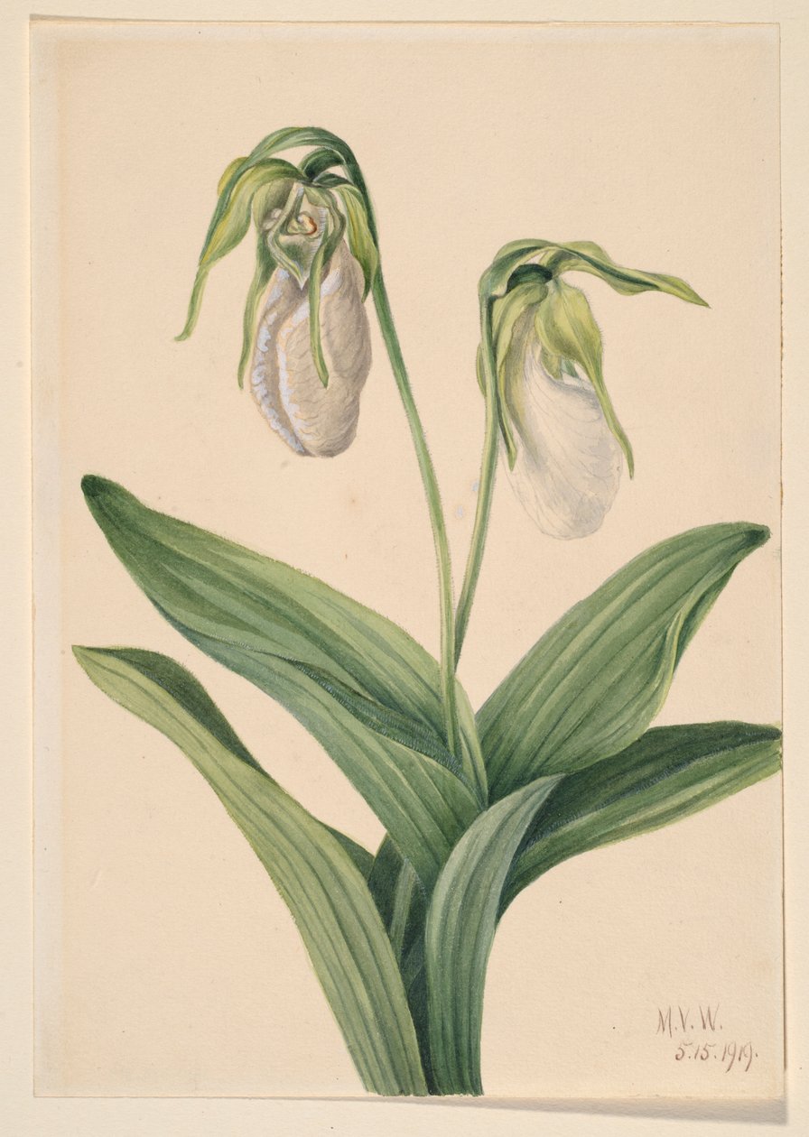 Sápadt női papucs (Cypridedium acaule) alkotó: Mary Vaux Walcott