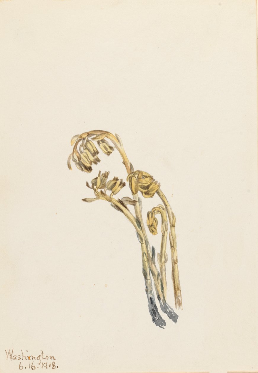 Halvány Pinesup Hypopitic Amerika, 1917. alkotó: Mary Vaux Walcott