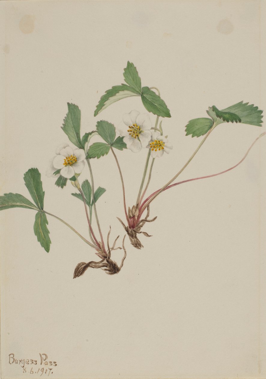 Halvány eper (Fragaria glauca) alkotó: Mary Vaux Walcott