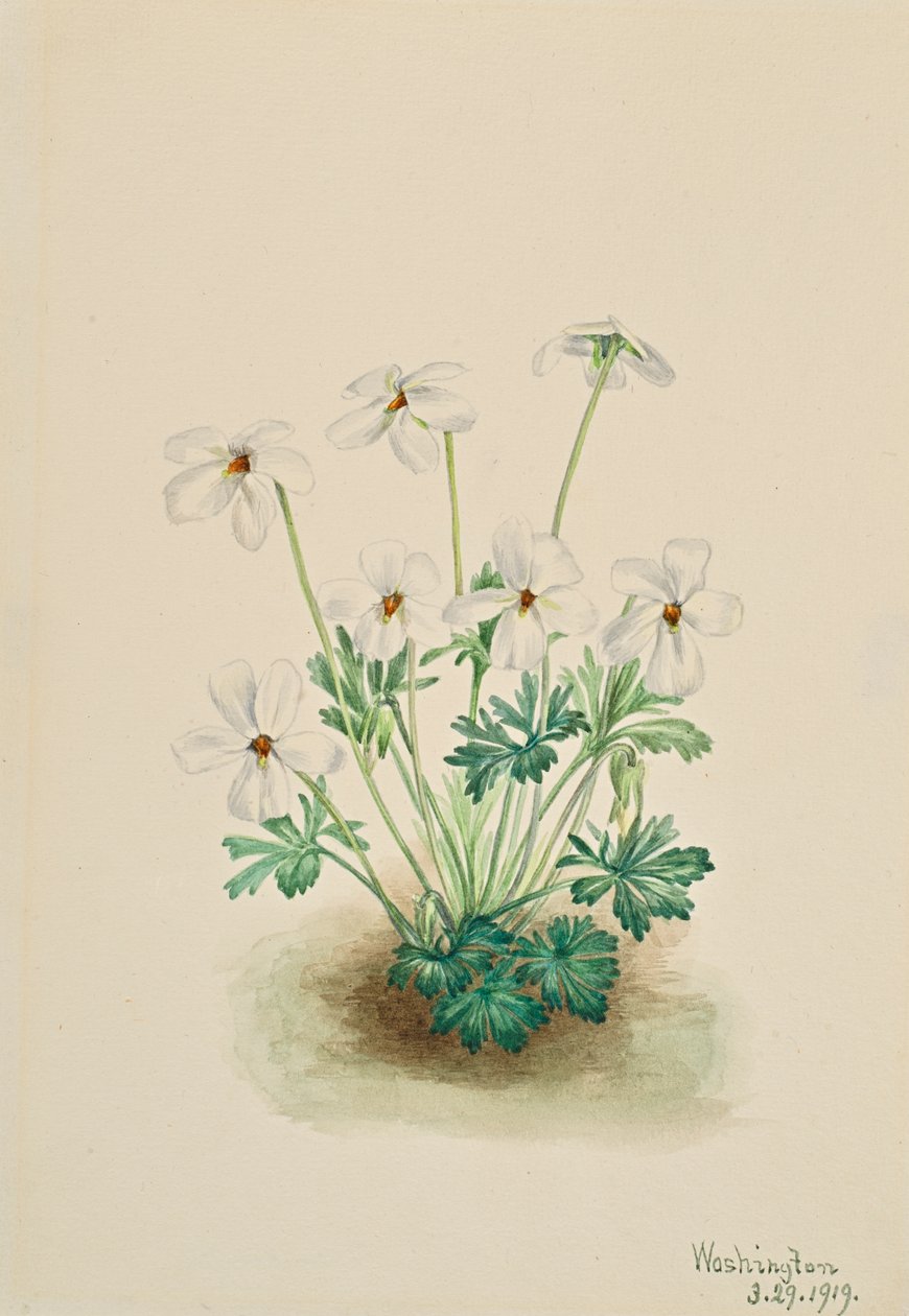 Pansy Violet Viola futófelület, 1919. alkotó: Mary Vaux Walcott