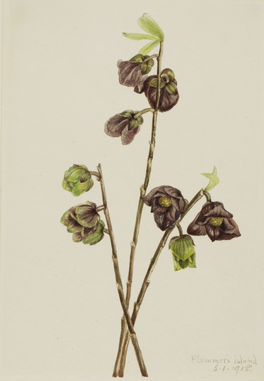Papaw (Asimina triloba) alkotó: Mary Vaux Walcott