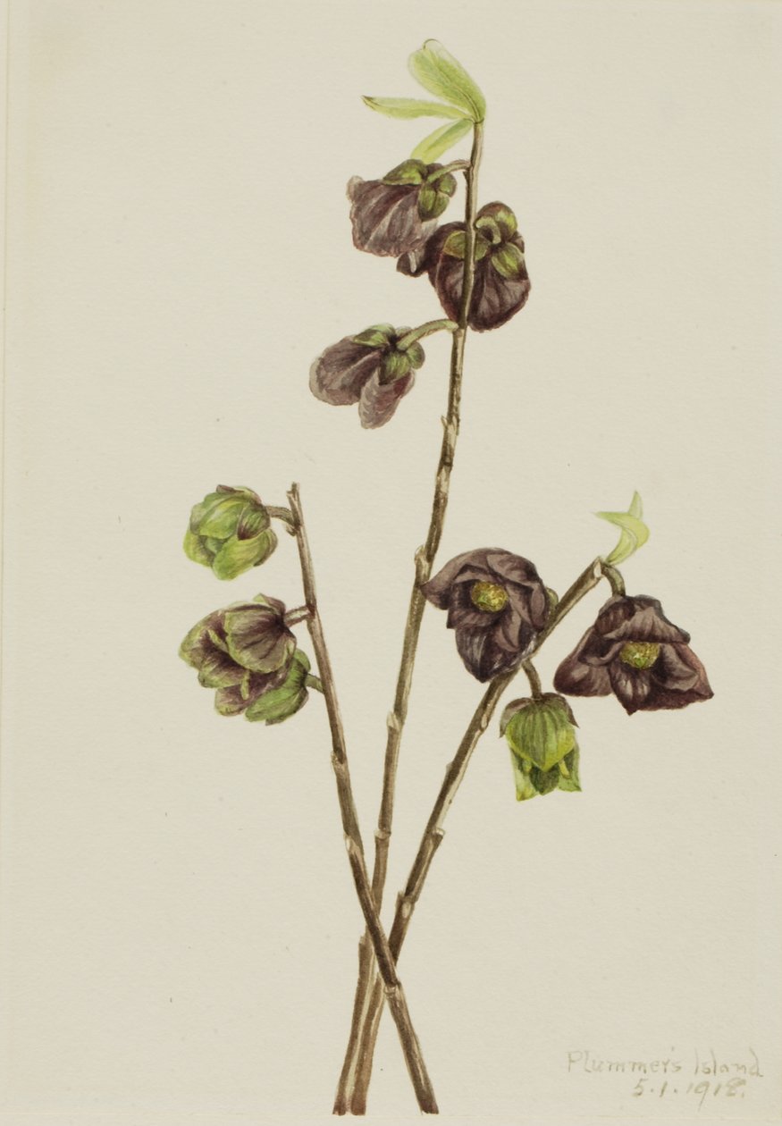 Papaw Asimina triloba, 1918. alkotó: Mary Vaux Walcott