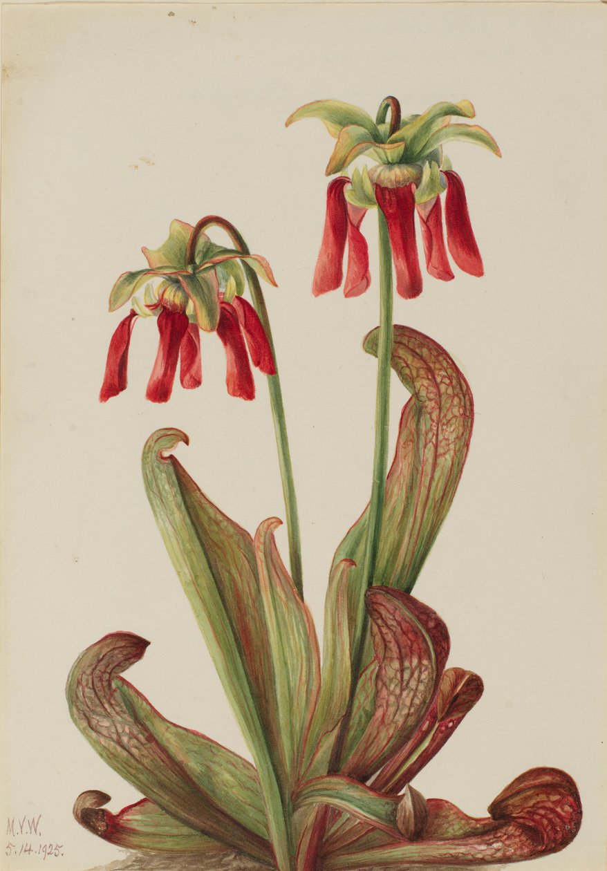 Papagáj kancsónövény (Sarracenia psittacina) alkotó: Mary Vaux Walcott