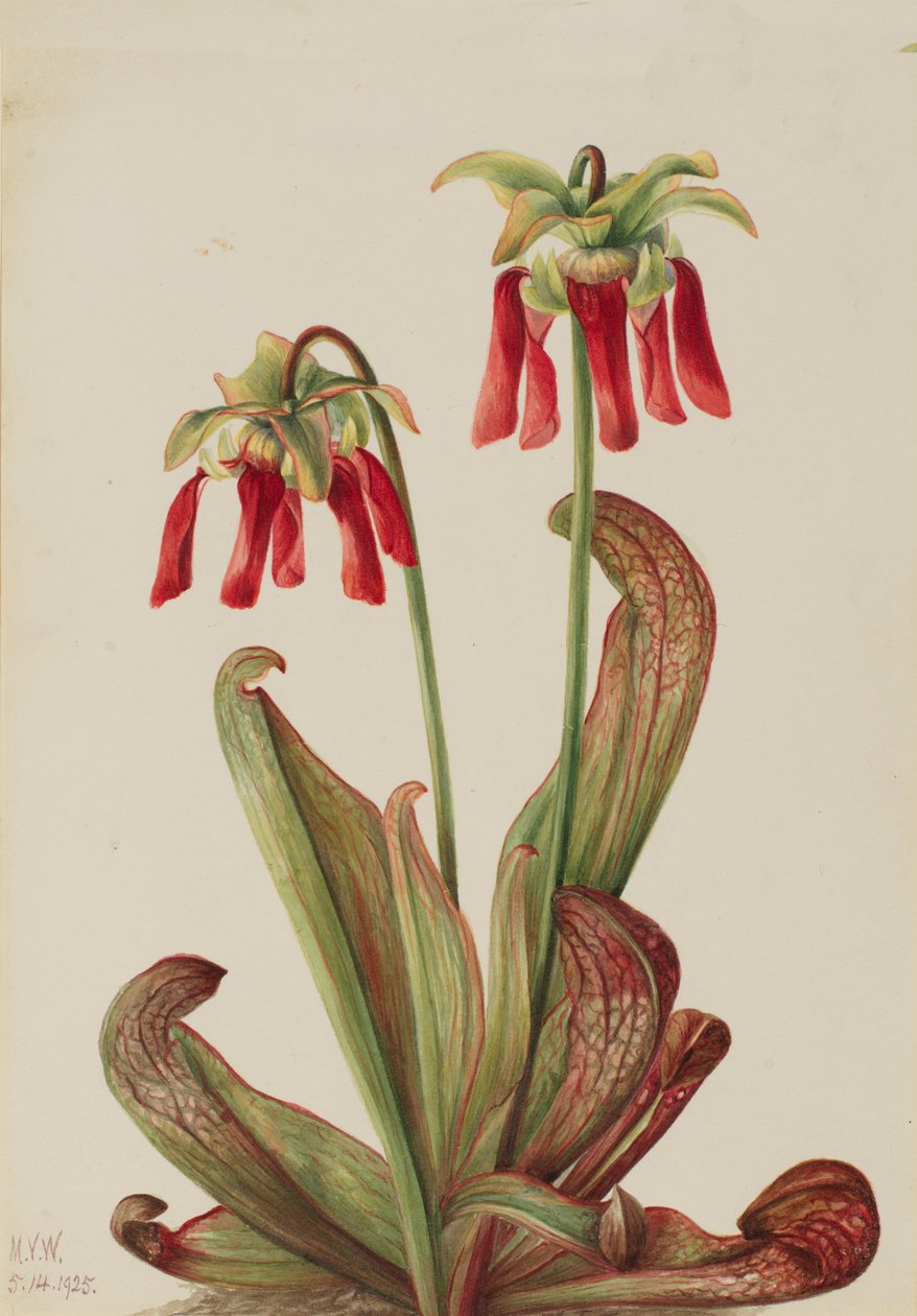 Sarracenia psittacina papagájkancsó, 1925. alkotó: Mary Vaux Walcott