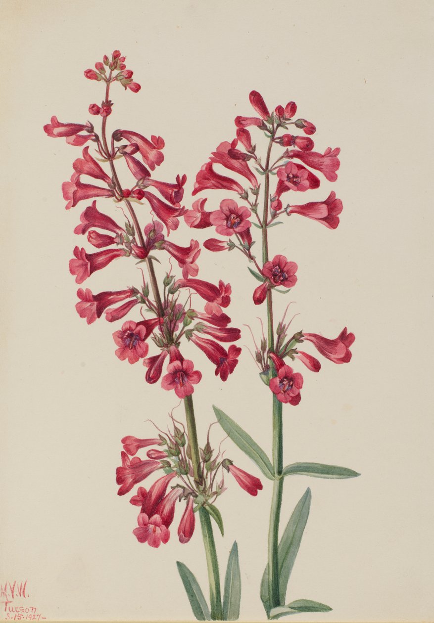 Parry Penstemon Penstemon parryi, 1927. alkotó: Mary Vaux Walcott
