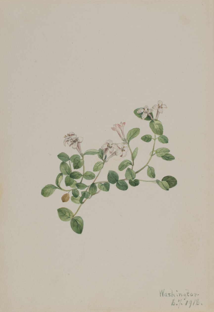 Fürtösbogár (Mitchella repena) alkotó: Mary Vaux Walcott