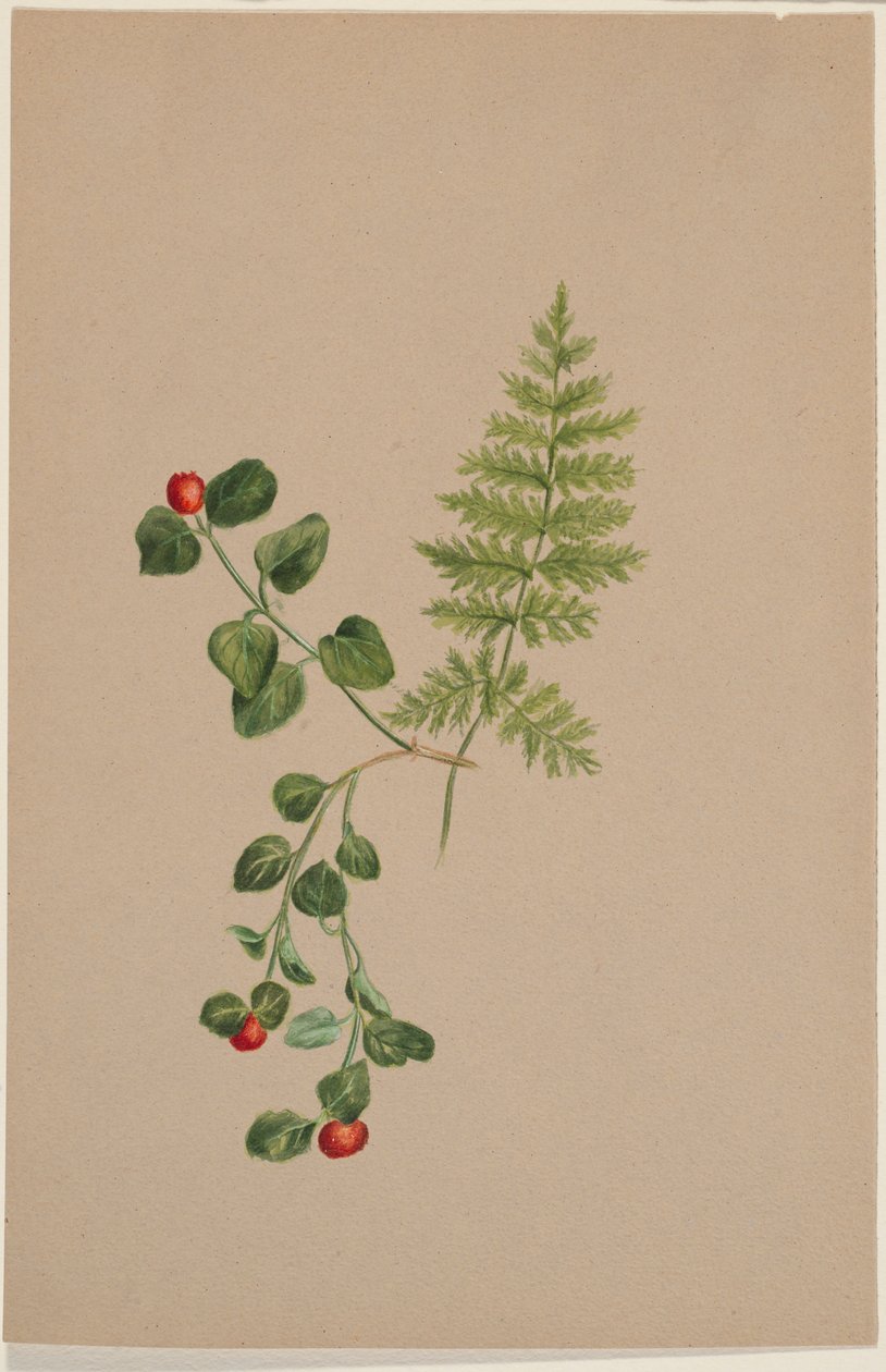 Fürtösbogár (Mitchella repens) alkotó: Mary Vaux Walcott